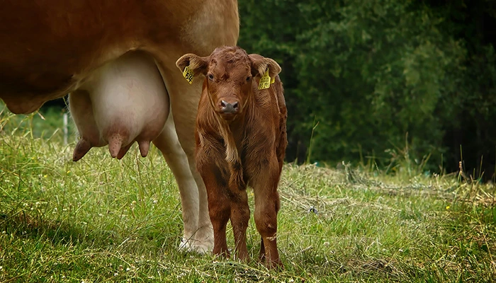 Colostrum bovinum siara bydleca